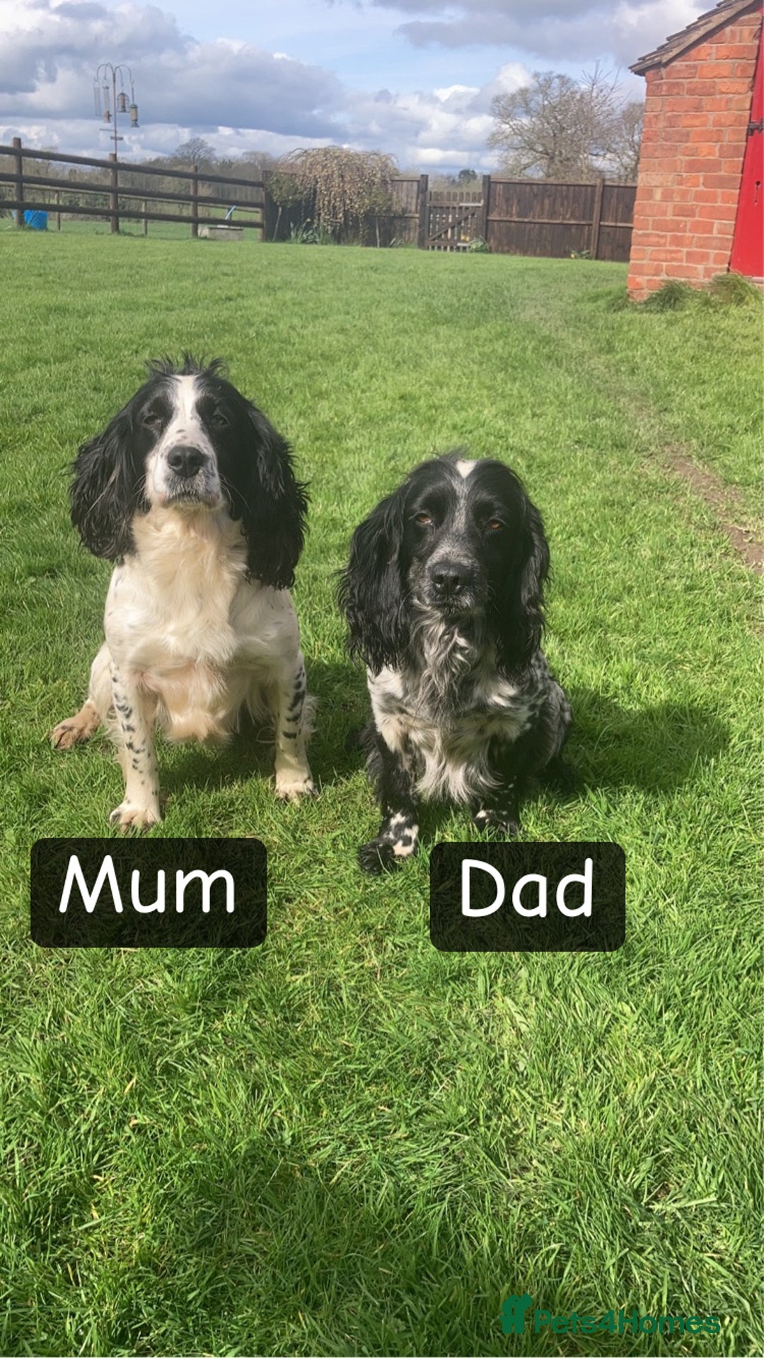 Sprocker dogs for stud: Working Liver and White Sprocker - Image 5