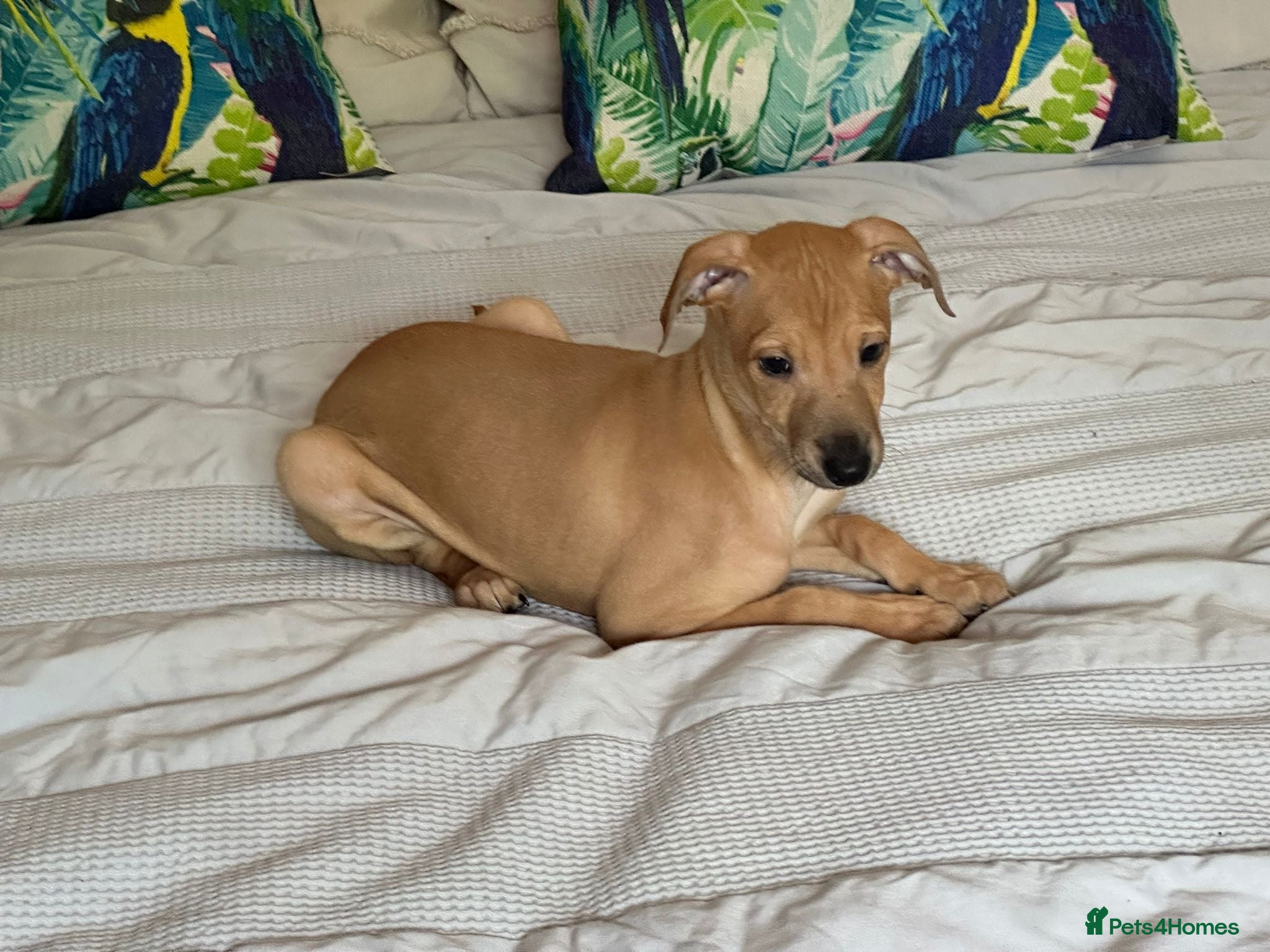 Italian Greyhound dogs Kc Italian greyhound puppy boy fully vaccinated - Advert 2