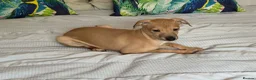 Italian Greyhound dogs for sale: Kc Italian greyhound 4 boys - Advert 10