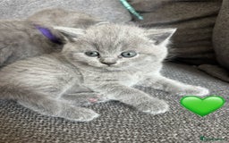 British Shorthair cats for sale: British Shorthair Kittens   - Image 6