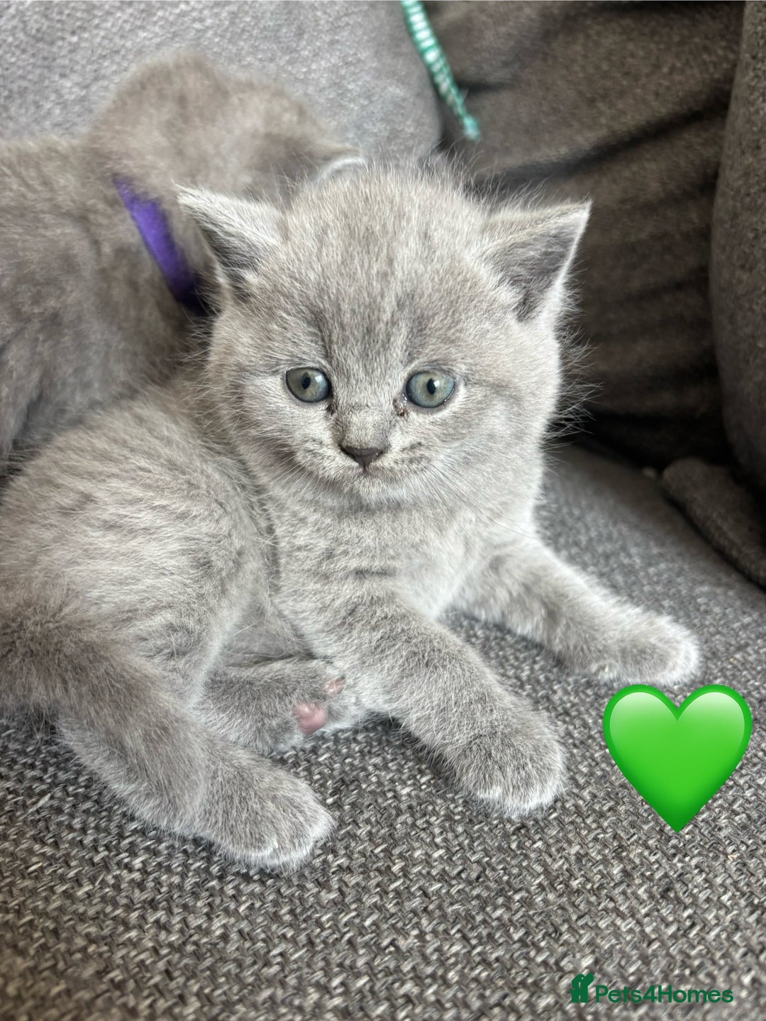British Shorthair cats for sale: British Shorthair Kittens   - Image 6