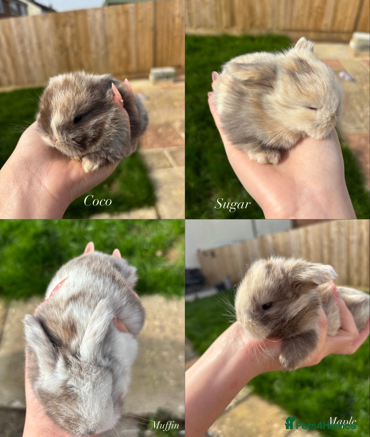 Mini Lop rabbits Beautiful chocolate Harlequins mini lops in Bournemouth - Advert 17