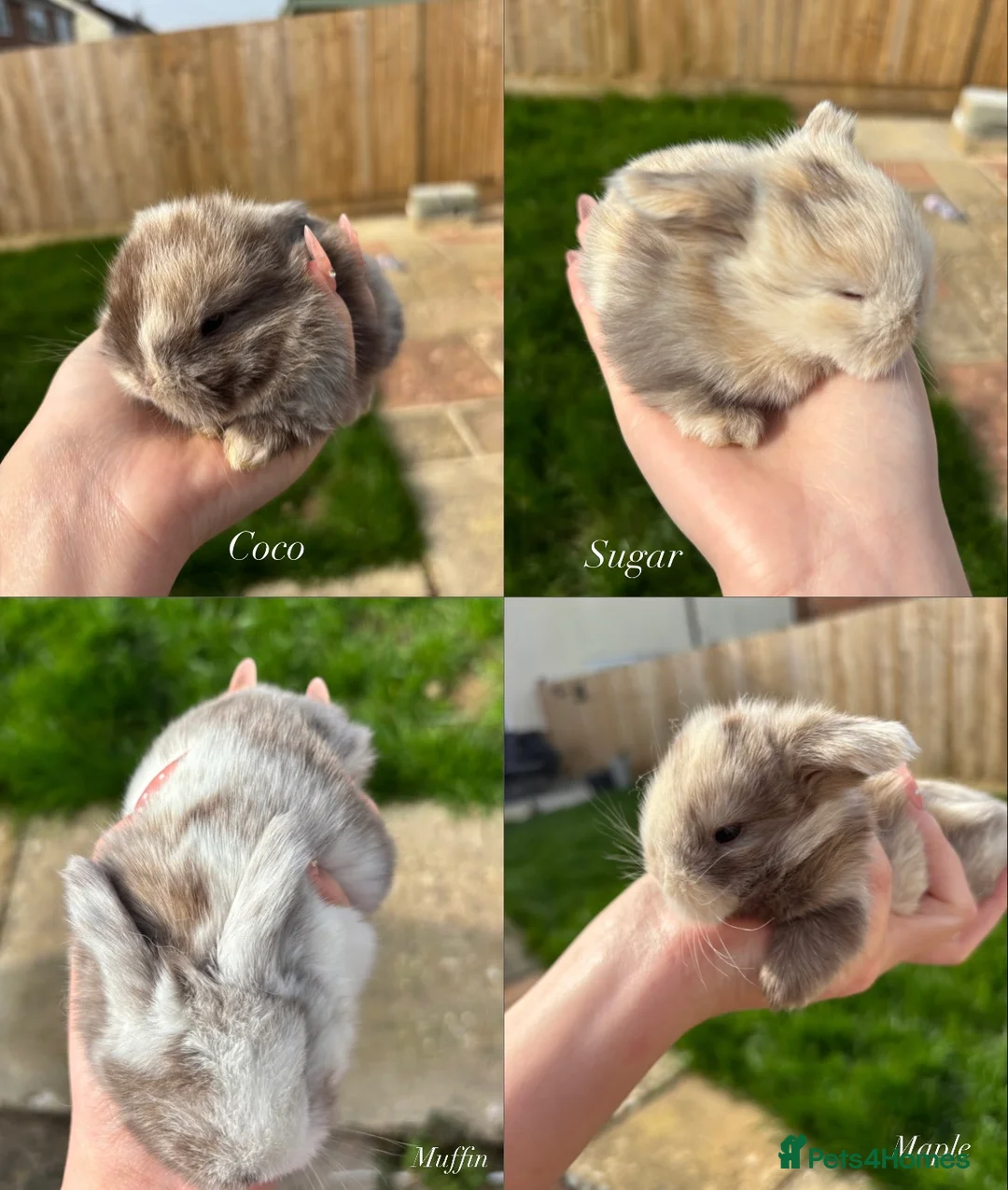 Mini Lop rabbits for sale: Beautiful chocolate Harlequins mini lops in Bournemouth - Advert 1