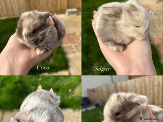 Mini Lop rabbits Beautiful chocolate Harlequins mini lops in Bournemouth - Advert 17