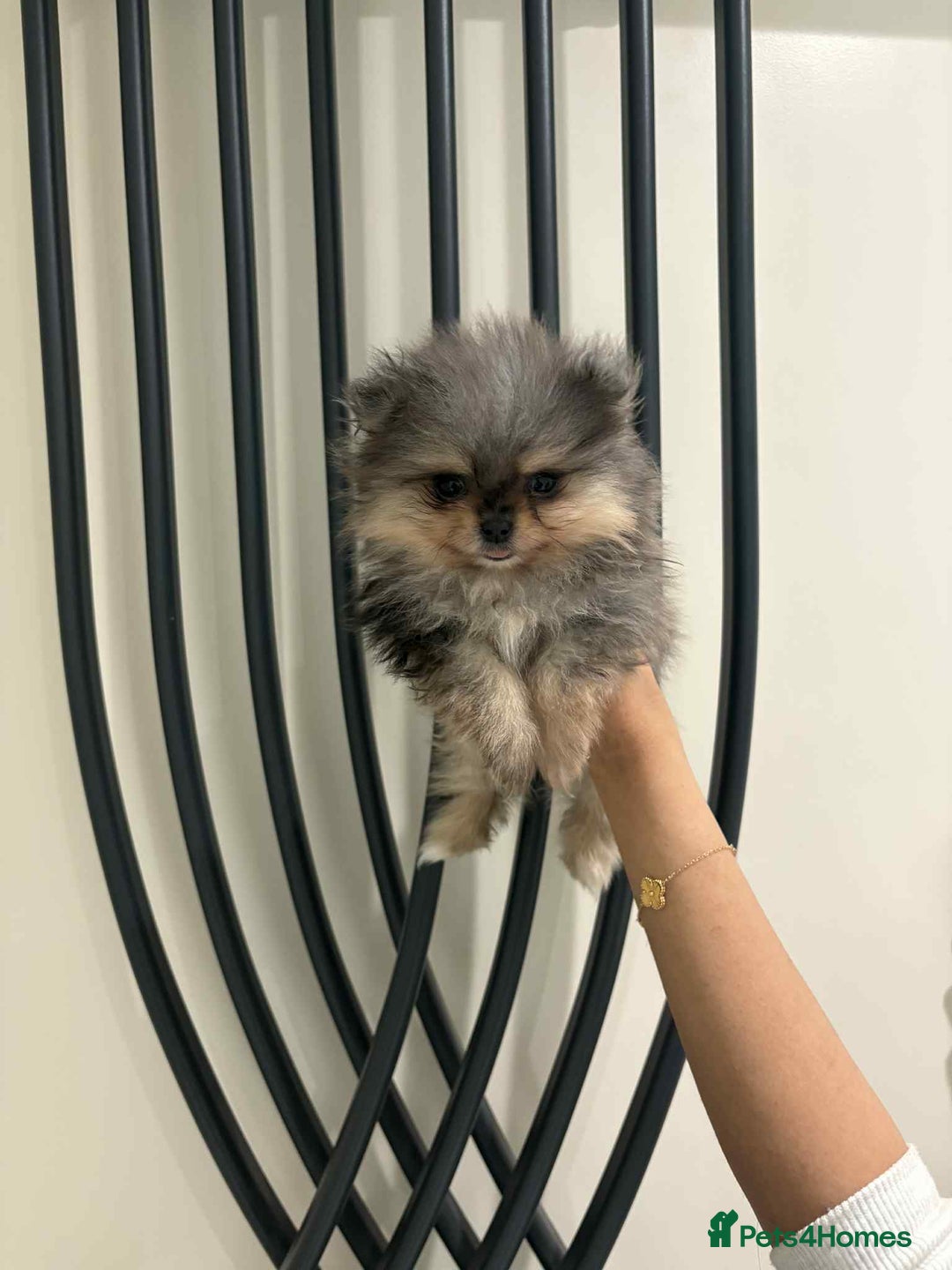 Pomeranian dogs for sale: RUSSIAN SHOW MERLE POMERANIAN PUPPYS  - Advert 6