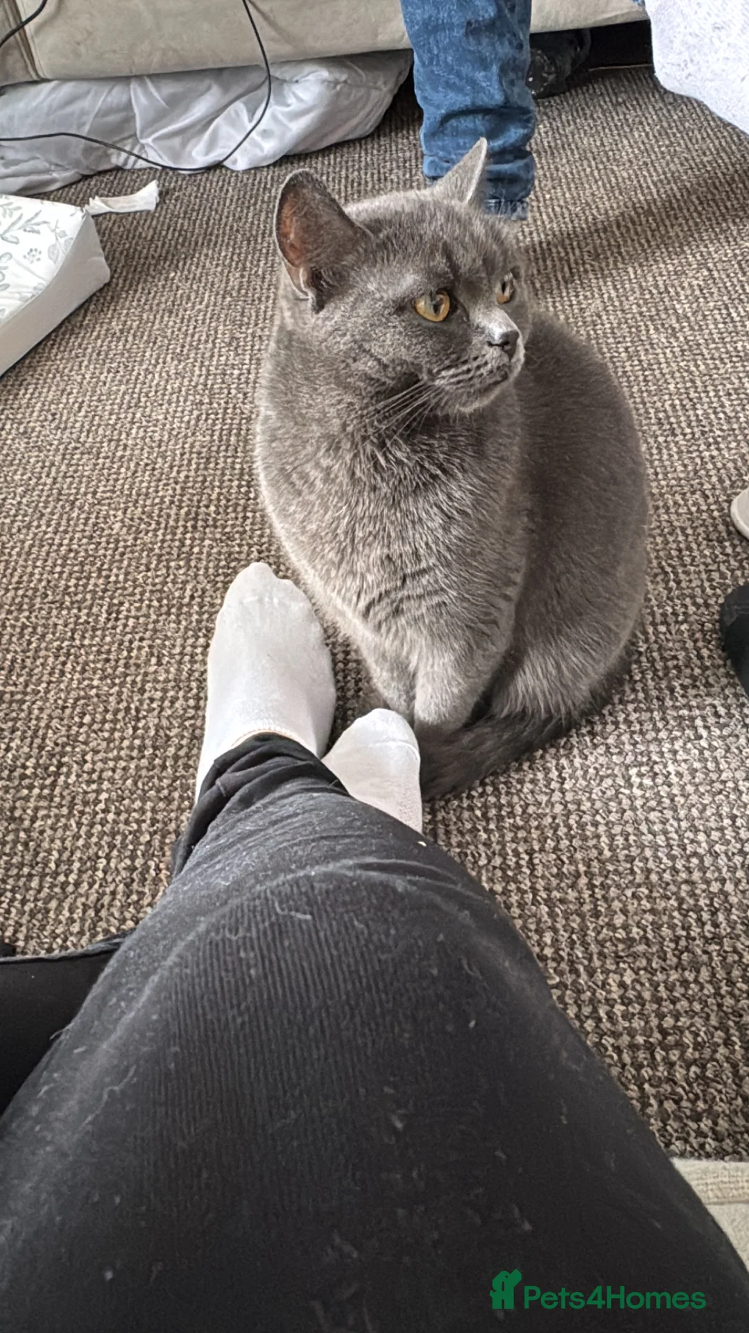 Mixed Breed cats for sale: Shadow 3yrs old  - Advert 2