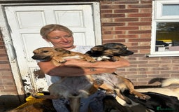 Mixed Breed dogs for adoption: Pepper - Norwich Norfolk  - Image 2