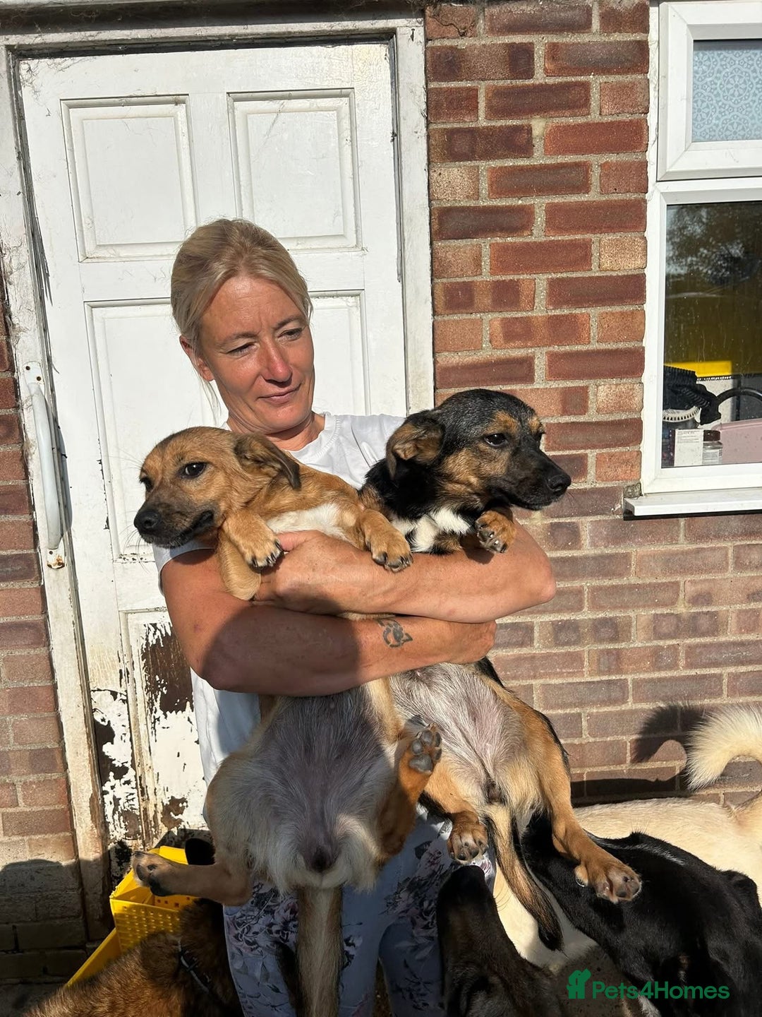 Mixed Breed dogs for adoption: Pepper - Norwich Norfolk  - Image 2