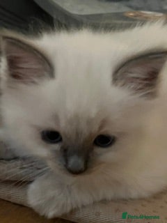 Birman cats Beautiful Blue Point Birman-Ragdoll Kittens - Advert 2