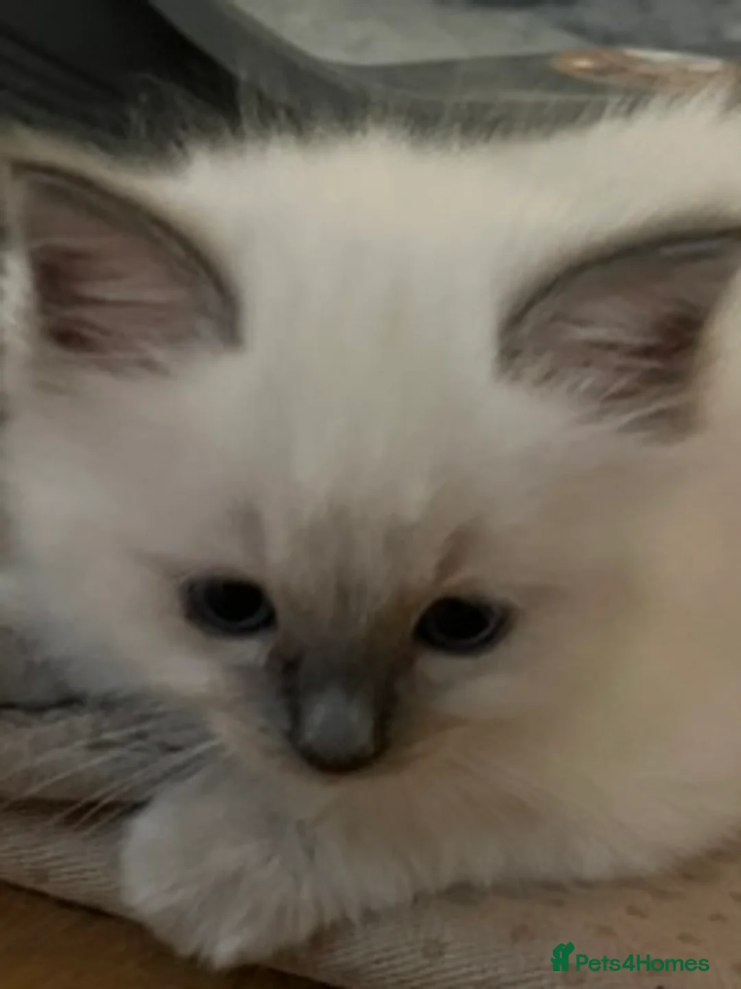 Birman cats for sale: Beautiful Blue Point Birman-Ragdoll Kittens in Leicester - Advert 2