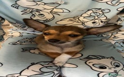 Pomchi dogs for sale: Lovely loving Dottie  - Image 3