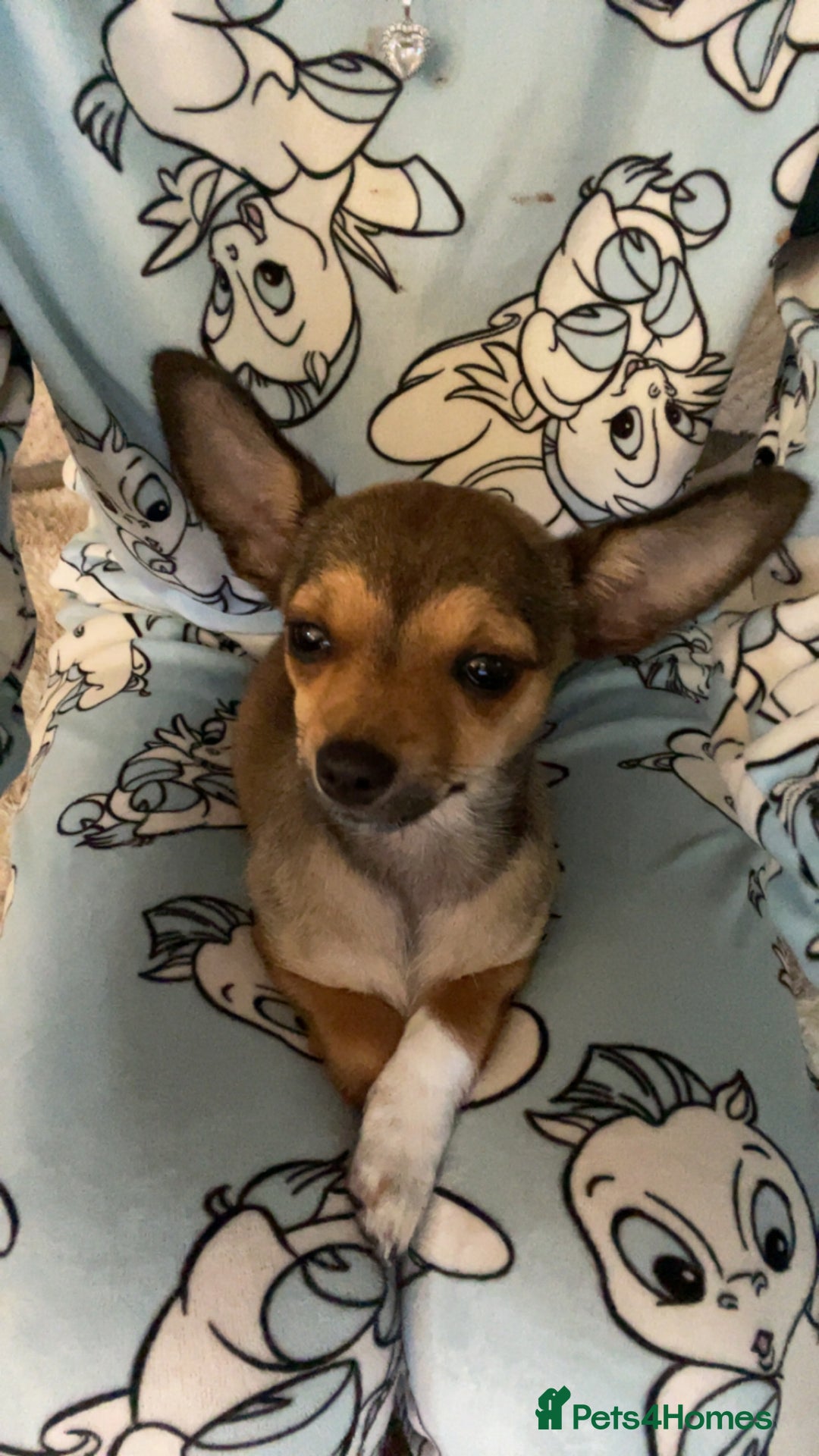 Pomchi dogs for sale: Lovely loving Dottie  - Image 3