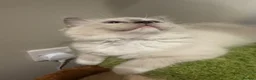 Ragdoll cats for sale: Pure Ragdoll Boys Available now  - Advert 17