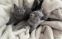 British Shorthair cats for sale: British Shorthair kittens  - Image 1