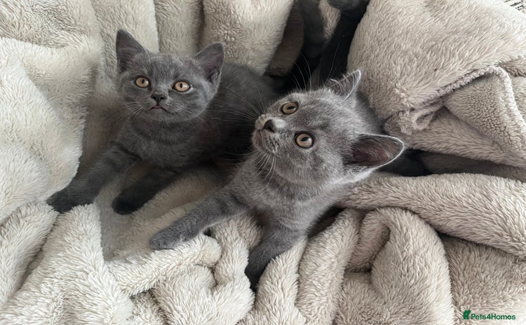 British Shorthair cats - Advert 15