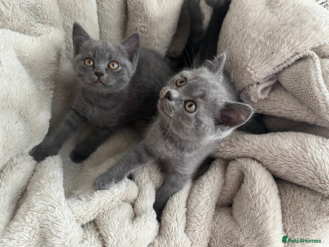 British Shorthair cats for sale: British Shorthair kittens  - Image 1