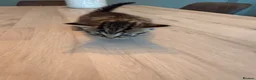 Mixed Breed cats for sale: Domestic shorthair (Tabby) Kittens  in Wisbech - Advert 18
