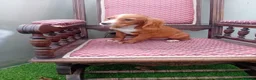 Cocker Spaniel dogs for sale: Cocker spanials in Ledbury - Advert 3