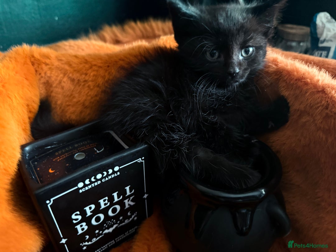 RagaMuffin cats for sale: Black Ragamuffin Kittens - Image 5
