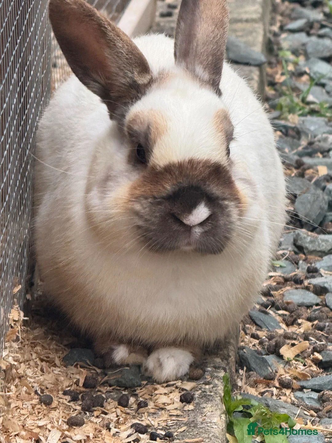 Mixed Breed rabbits for sale: Male and female rabbit for safe in Worksop - Advert 2