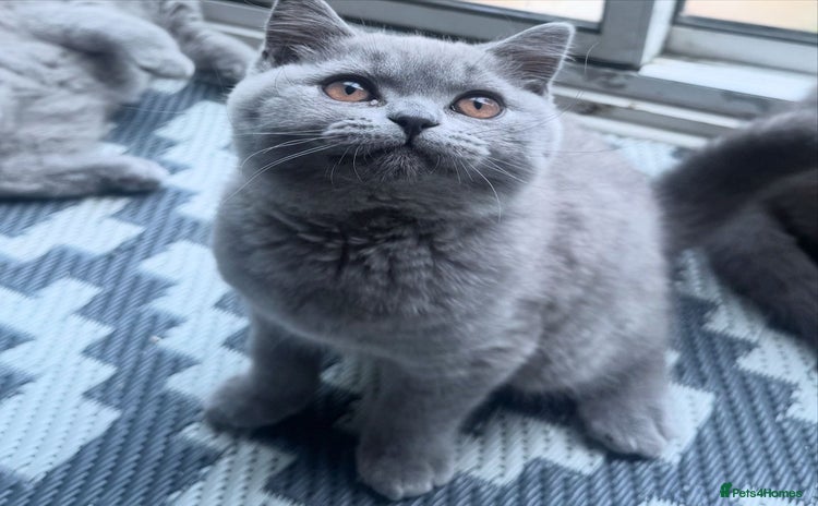 British Shorthair cats in Blackburn - Advert 1