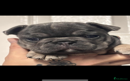 French Bulldog dogs for sale: Beautiful French bulldogs 🐶   - Image 7