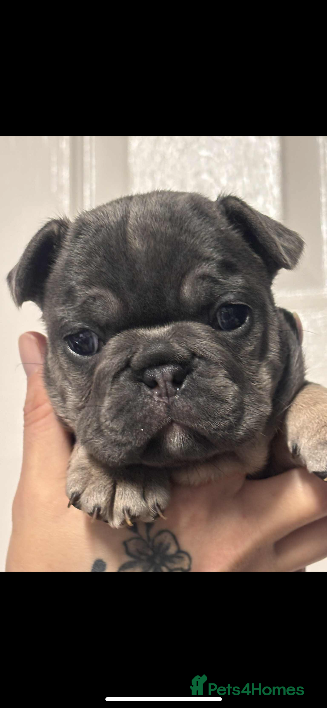 French Bulldog dogs for sale: Beautiful French bulldogs 🐶   - Image 7