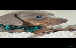 Miniature Dachshund dogs for sale: Beautiful Isabella tan puppies for sale  - Image 6