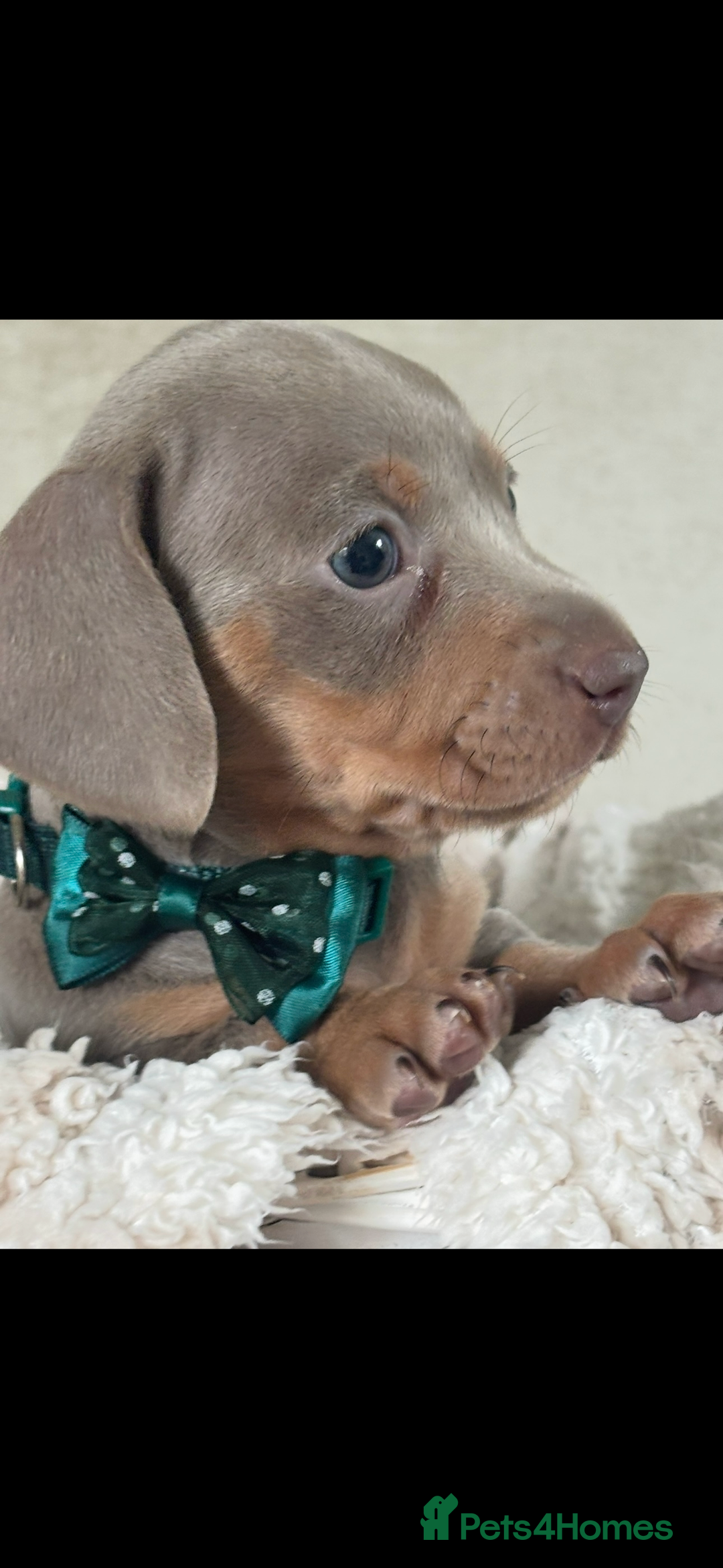 Miniature Dachshund dogs for sale: Beautiful Isabella tan puppies for sale  - Image 6