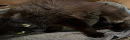 Maine Coon cats for sale: Maine Coon Female kitten - Advert 7