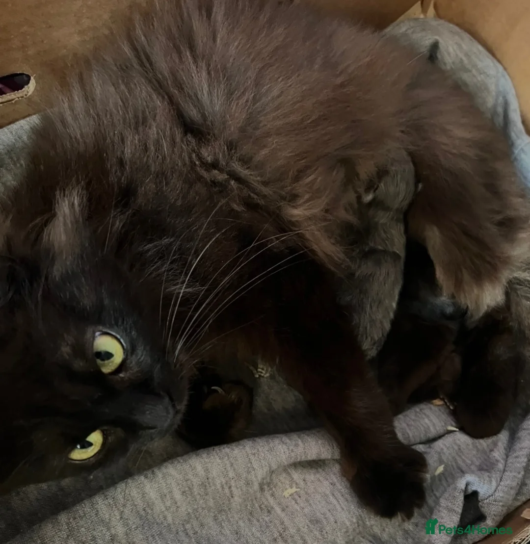 Maine Coon cats for sale: Maine Coon Female kitten - Advert 7