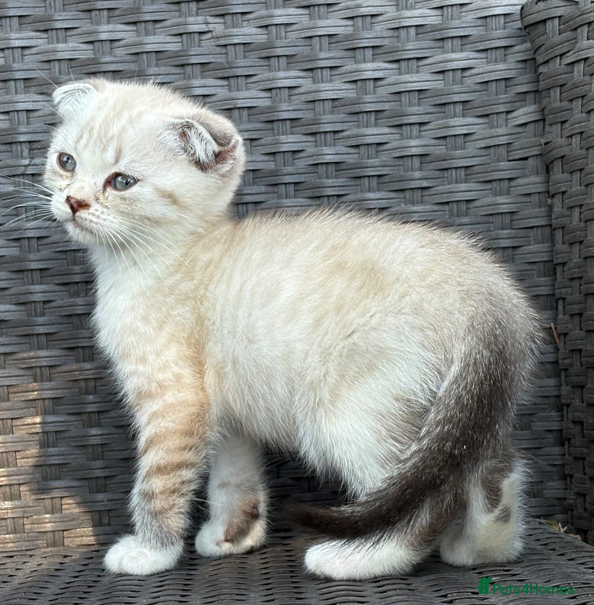 Scottish Fold cats Scottish fold x BSH - Advert 2
