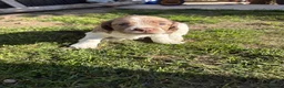 Sprocker dogs for sale: Working sprocker puppies  - Advert 10