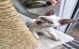 Devon Rex cats for sale: Blue Point Devon Rex Boy 💙 - Image 6