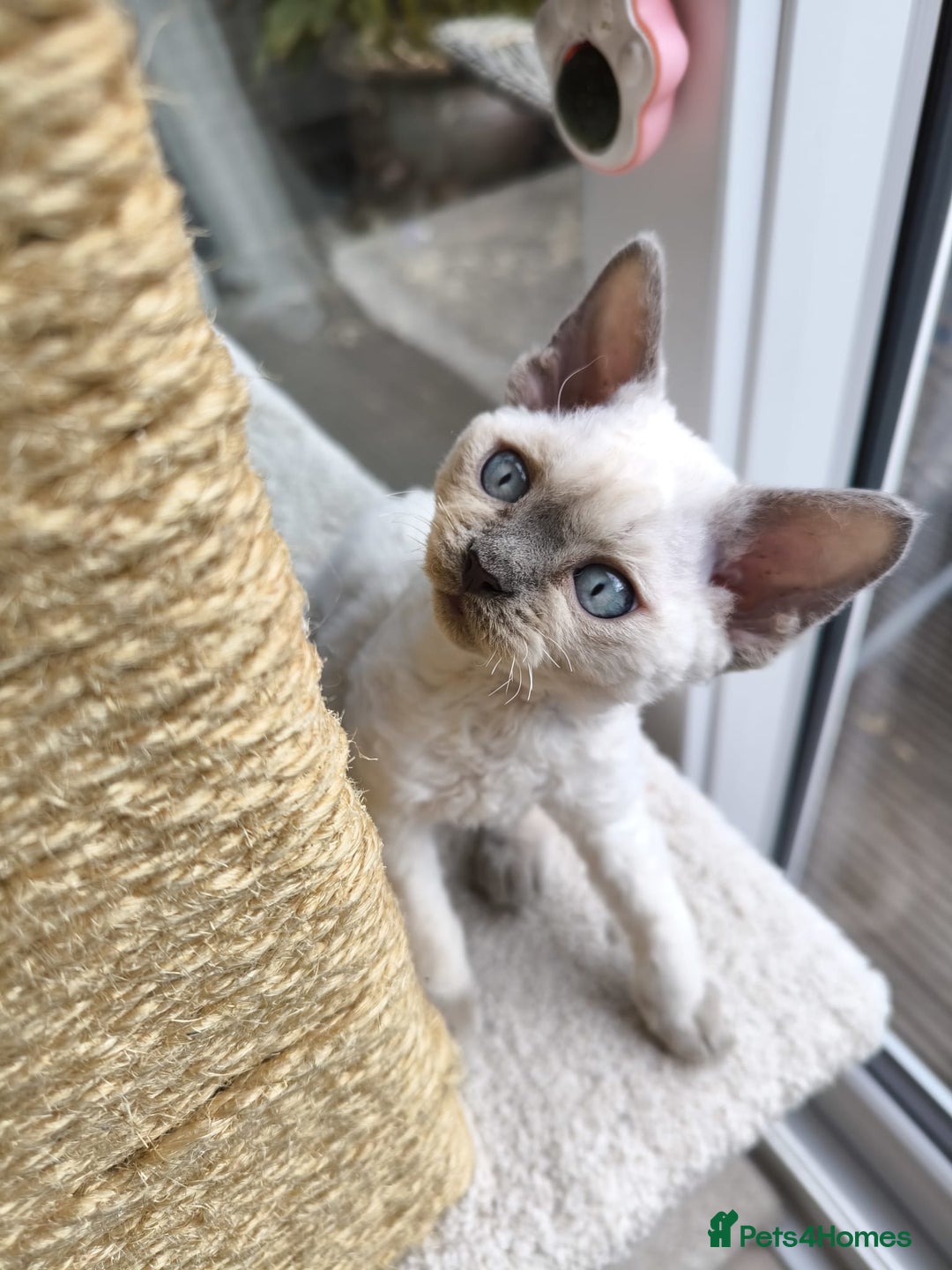 Devon Rex cats for sale: Blue Point Devon Rex Boy 💙 - Image 6