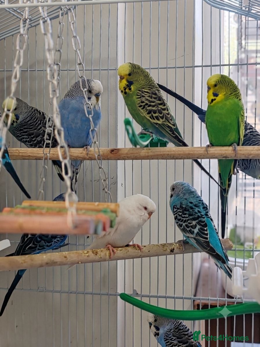 Budgerigars birds Budgies 2 months 4 Months and 6 months old  - Advert 1