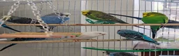 Budgerigars birds for sale: Budgies 2 months 4 Months and 6 months old  - Advert 1
