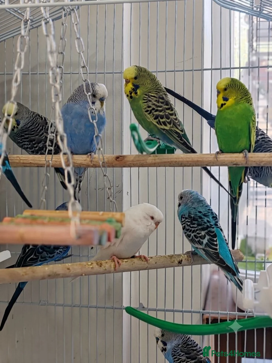 Budgerigars birds for sale: Budgies 2 months 4 Months and 6 months old  - Advert 1
