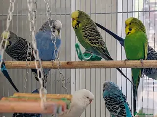 Budgerigars birds Budgies 2 months 4 Months and 6 months old - Advert 1