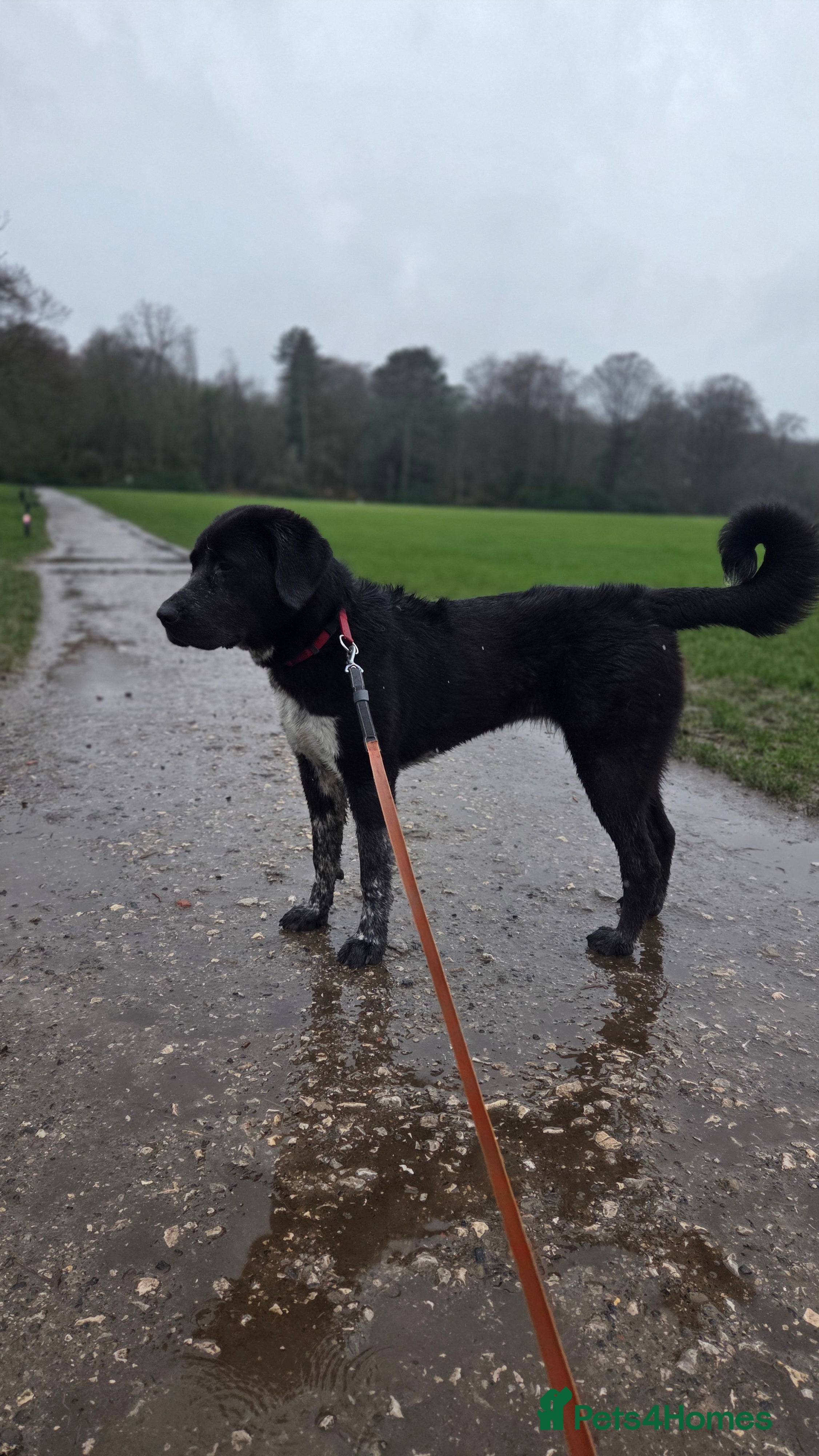Central Asian Shepherd dogs Athena in Burnley - Advert 14