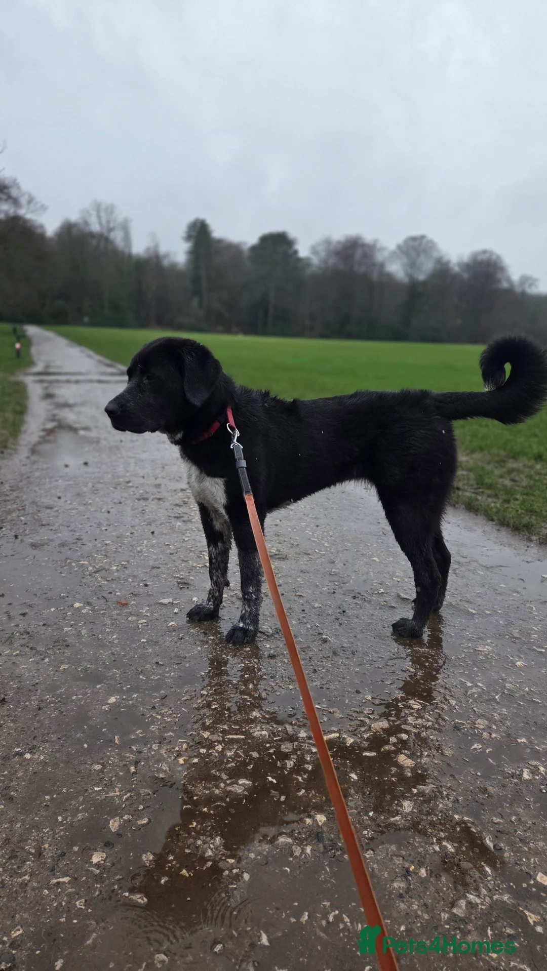 Central Asian Shepherd dogs for sale: Athena in Burnley - Advert 1