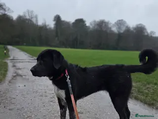 Central Asian Shepherd dogs Athena in Burnley - Advert 14