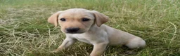 Labrador Retriever dogs for sale: Stunning Working Pedigree Labrador Puppies  - Advert 9