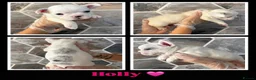 French Bulldog dogs for sale: French Bulldogs Puppies  in Coventry - Advert 9