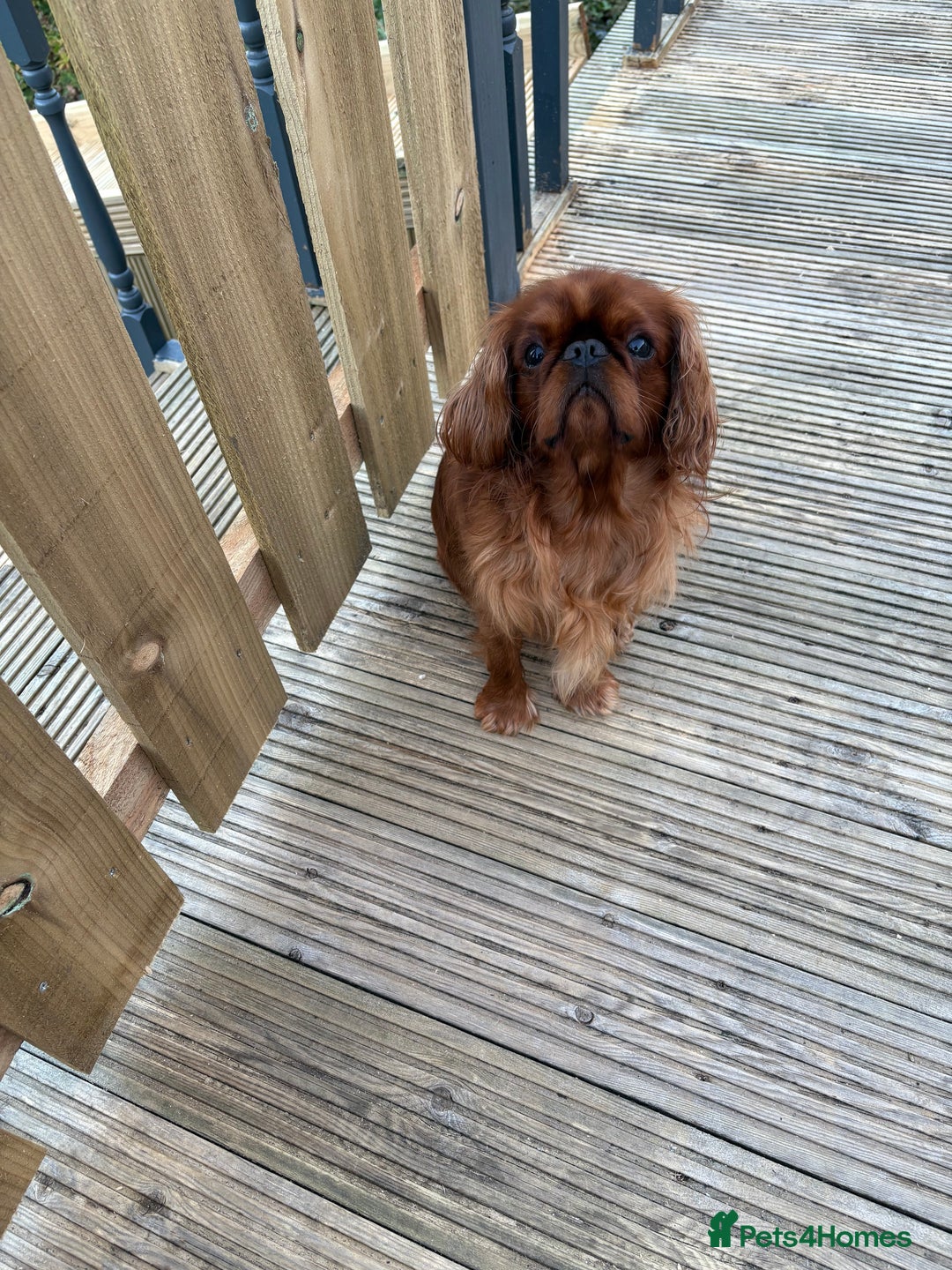 King Charles Spaniel dogs for sale: King Charles spaniel  - Advert 3