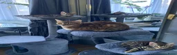 Bengal cats for sale: One Little Princesses - Advert 17