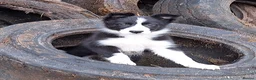 Border Collie dogs for sale: 6 adorable border collie pups in Bala - Advert 3