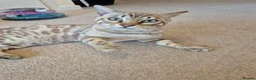 Bengal cats for sale: Seal Mink Rosetted Male Bengal - stud - Advert 8