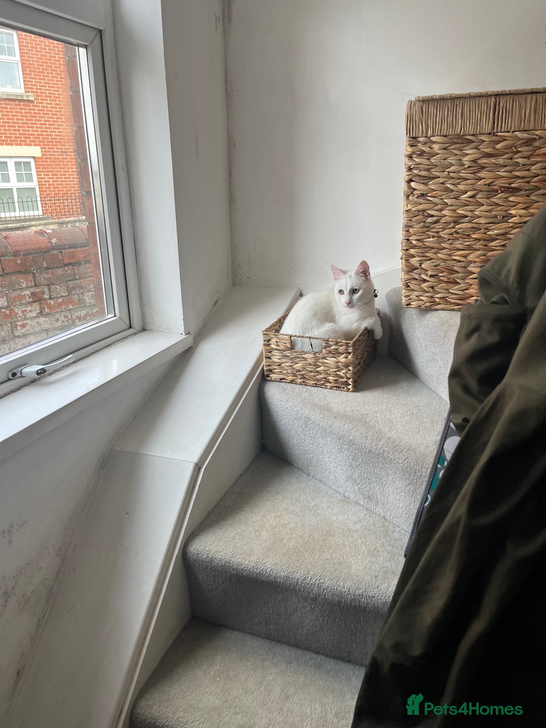 Mixed Breed cats for sale: Urgent re homing - Image 5