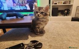 Maine Coon cats for sale: Maine coon kittens ready now  - Image 3